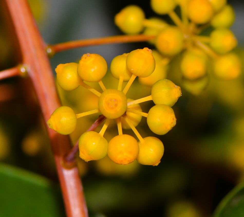 Изображение особи Schefflera digitata.