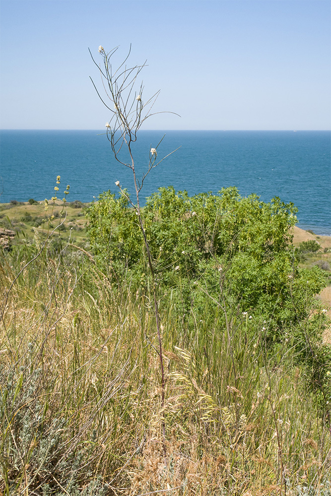 Image of genus Sisymbrium specimen.