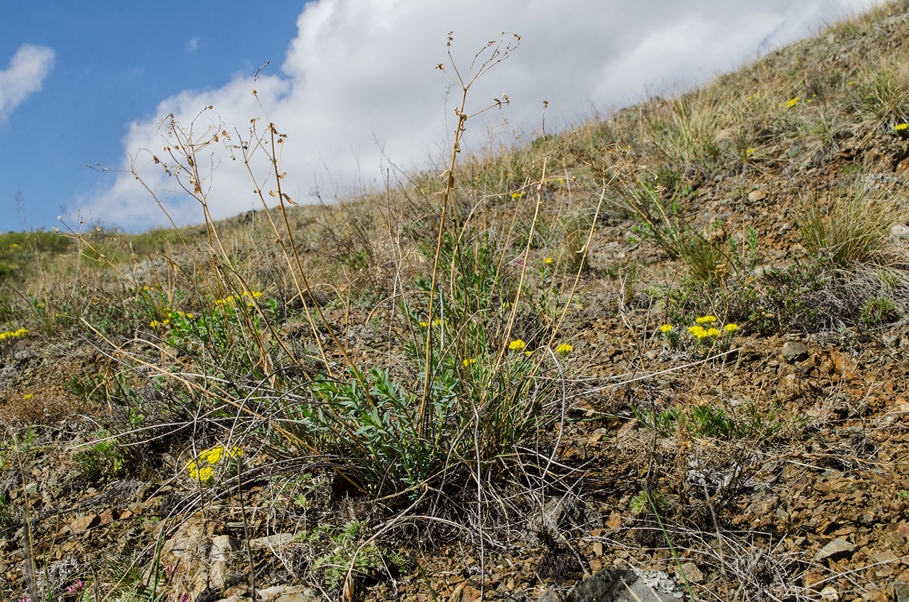 Image of genus Euphorbia specimen.