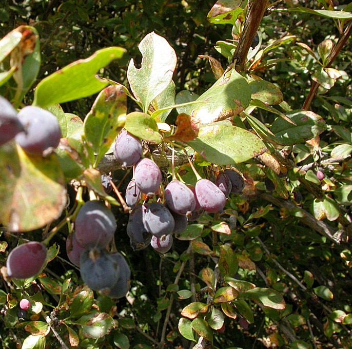 Image of Berberis sphaerocarpa specimen.