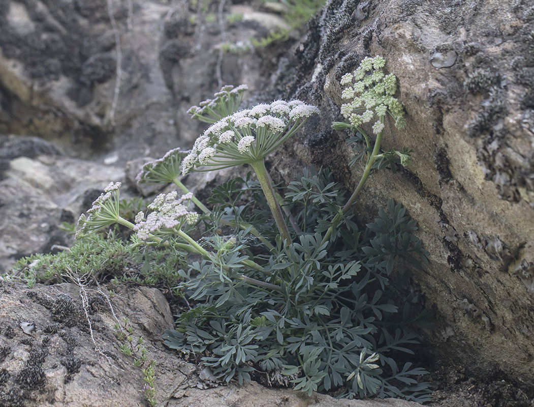 Image of Seseli petraeum specimen.