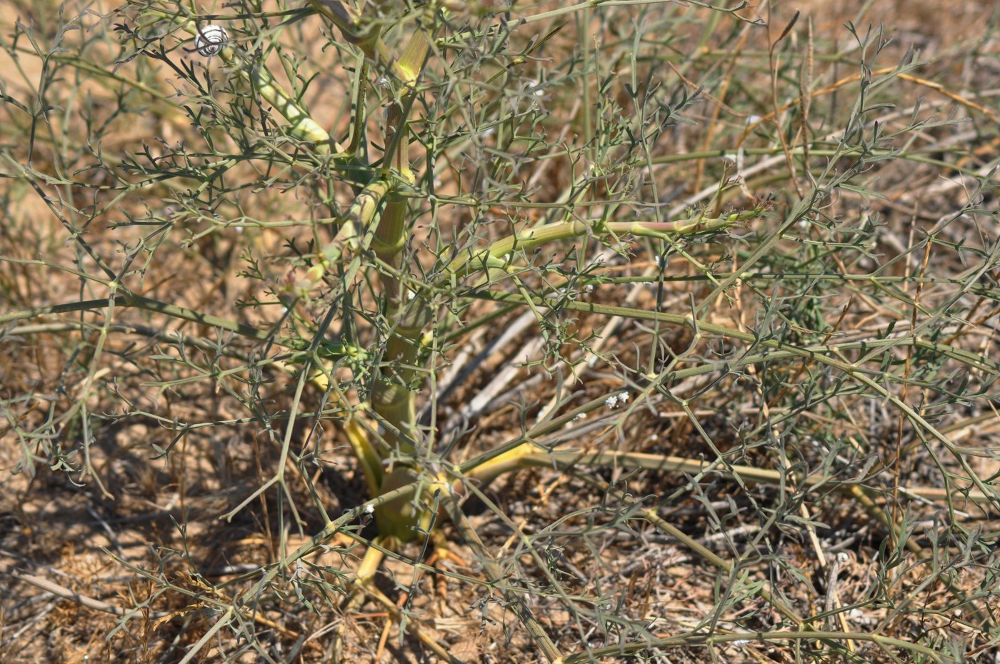 Image of Bilacunaria caspica specimen.