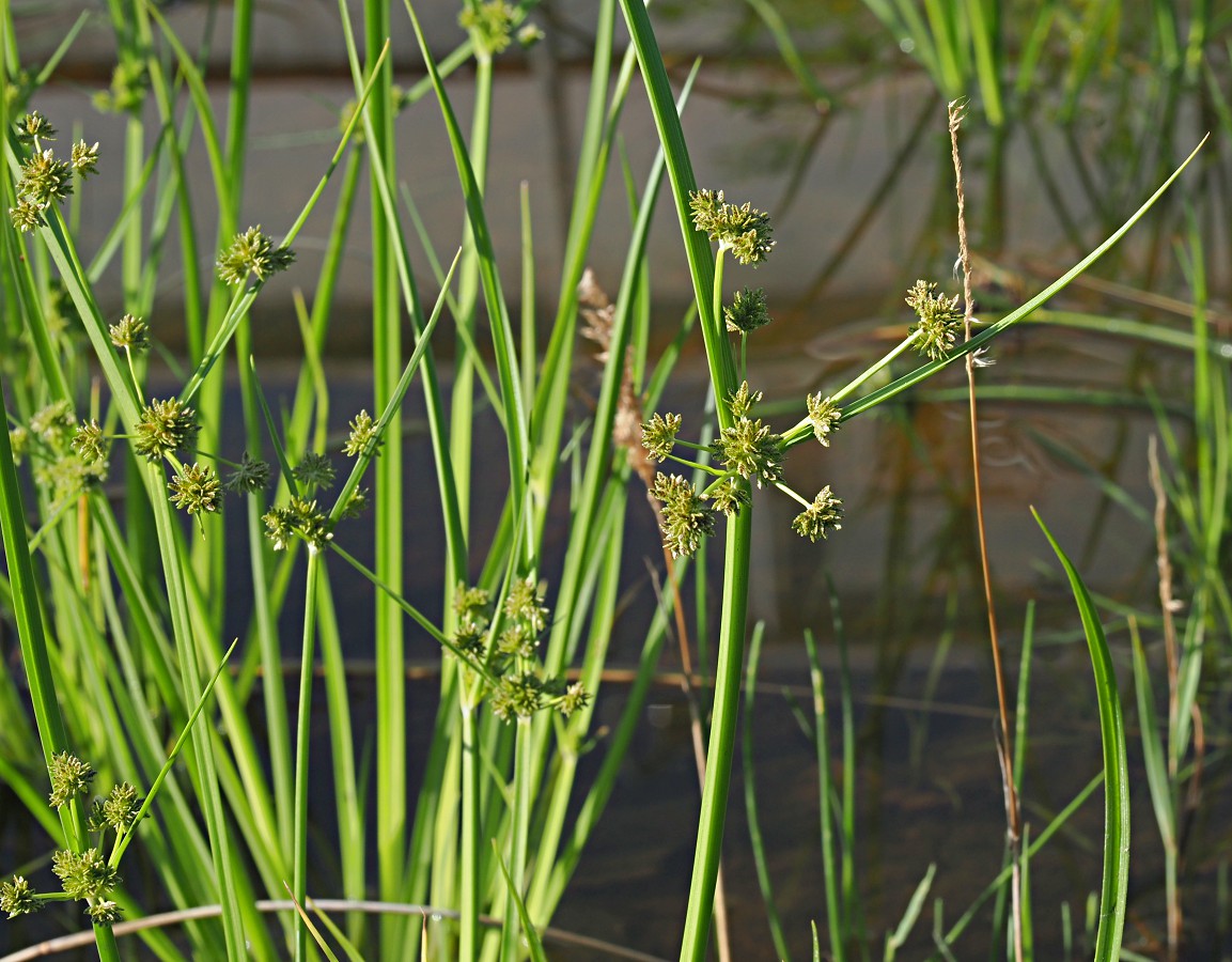 Изображение особи Cyperus difformis.