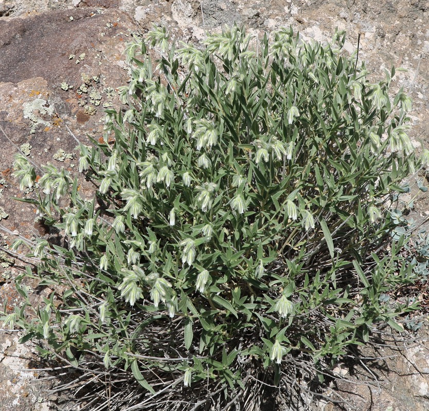 Image of genus Onosma specimen.