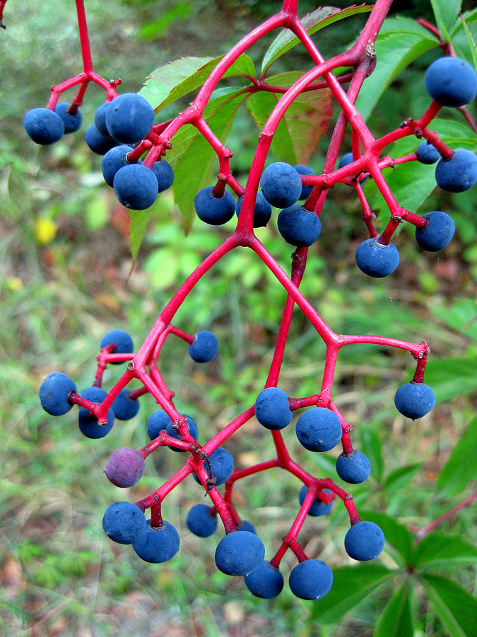 Image of Parthenocissus quinquefolia specimen.