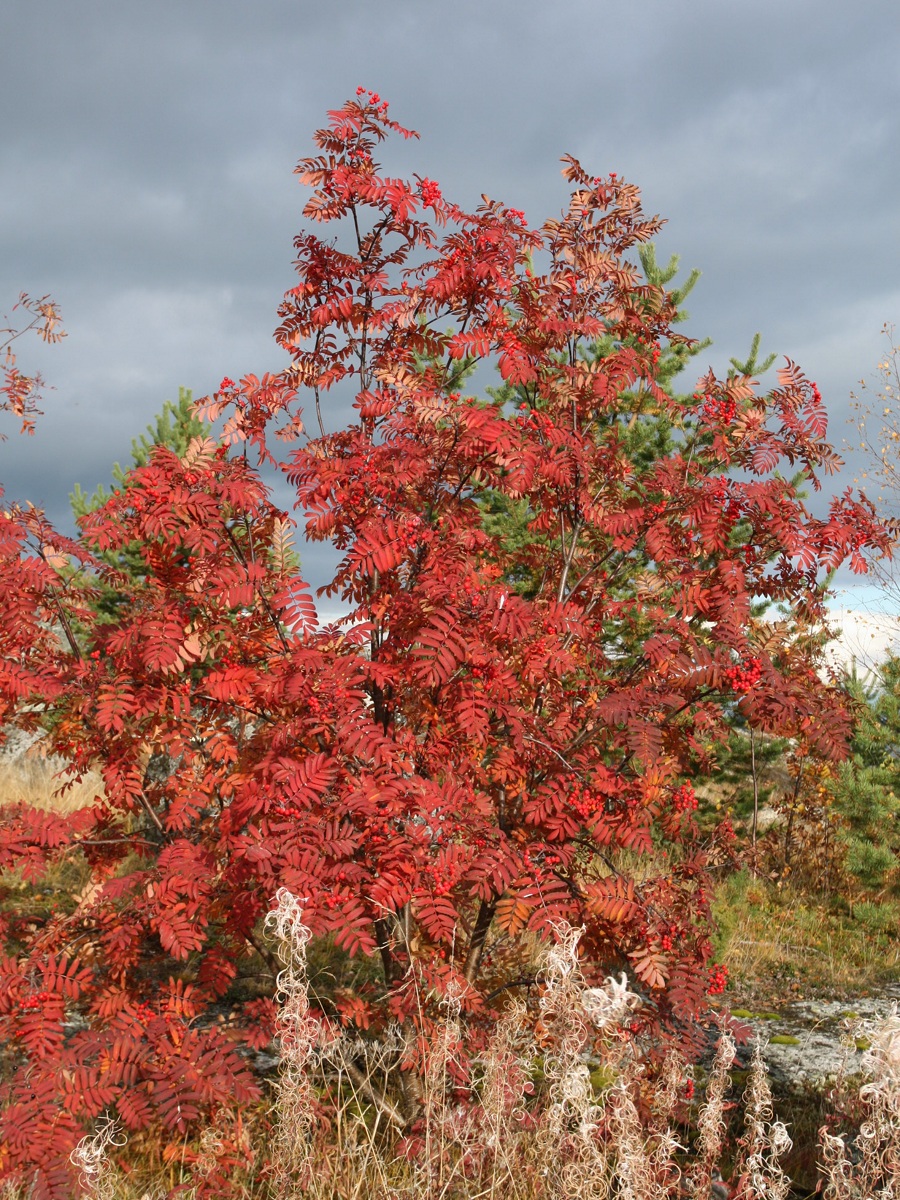 Image of Sorbus aucuparia specimen.