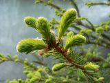 Picea koraiensis