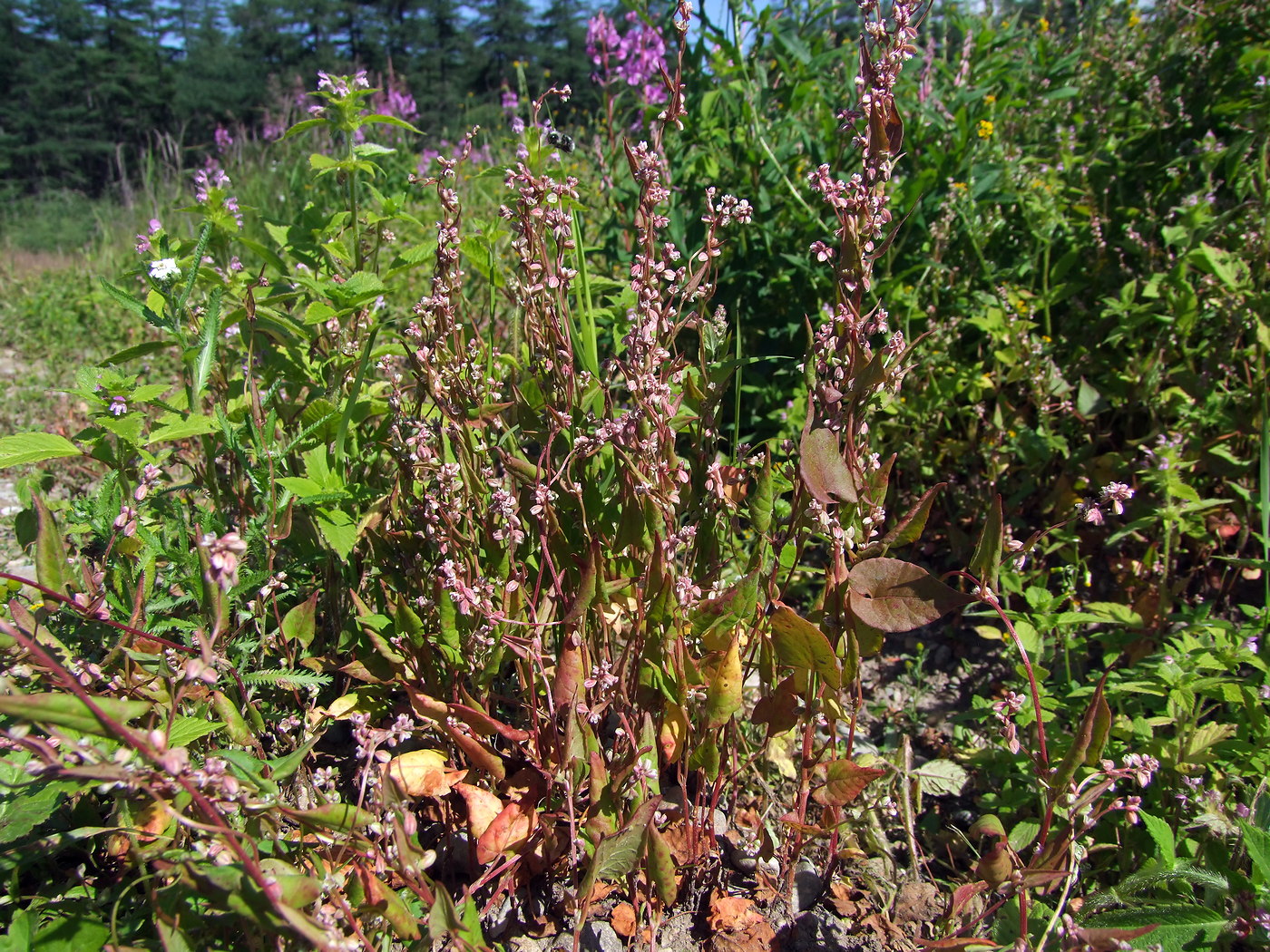 Image of Fallopia convolvulus specimen.