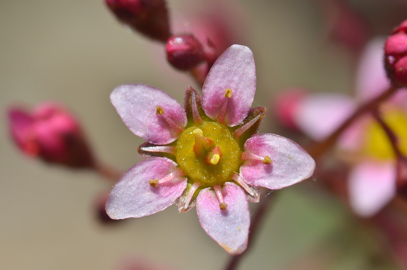 Изображение особи Saxifraga kolenatiana.