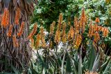 Aloe brevifolia. Верхушки побегов с соцветиями. Израиль, г. Иерусалим, ботанический сад университета. 01.05.2019.