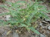 Astragalus camptoceras