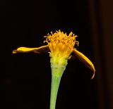 Image of taxon representative. Author is Татьяна Мальчинская