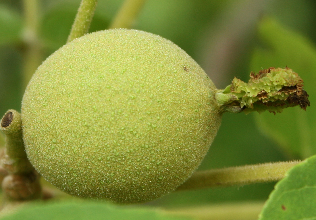 Image of Juglans nigra specimen.