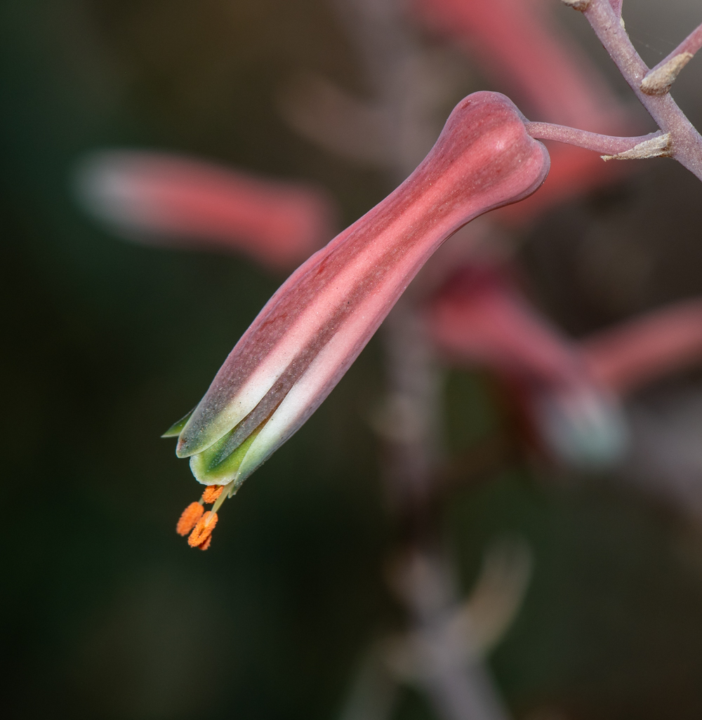 Изображение особи Aloe karasbergensis.