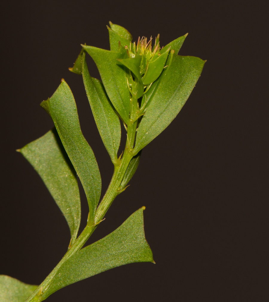 Изображение особи Acacia truncata.