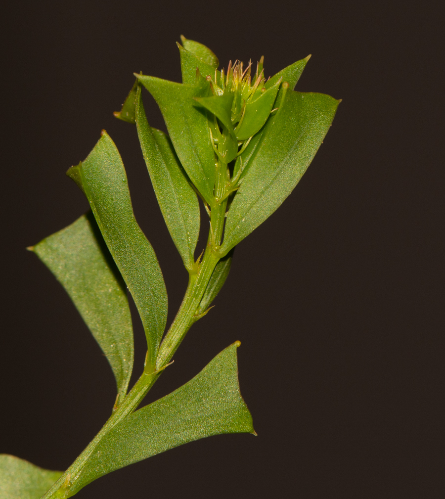 Изображение особи Acacia truncata.