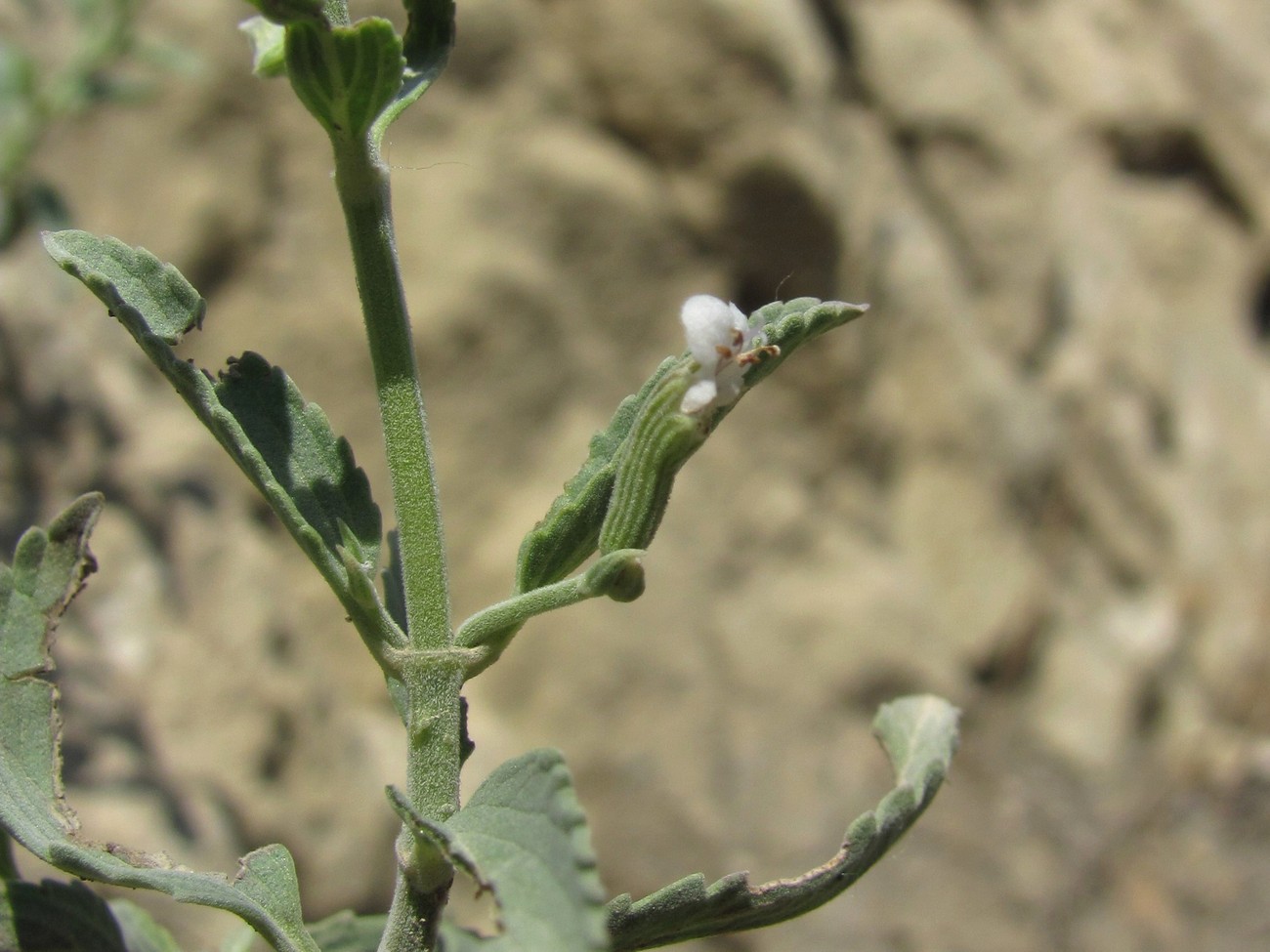 Image of Nepeta biebersteiniana specimen.