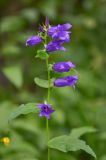 Campanula latifolia. Верхушка цветущего растения. Республика Северная Осетия-Алания, Ирафский р-н, Большой Кавказ, хр. Фастагдор, левый склон Караугомского ущелья, ≈ 2150 м н.у.м., сосново-берёзовый лес. 09.07.2021.