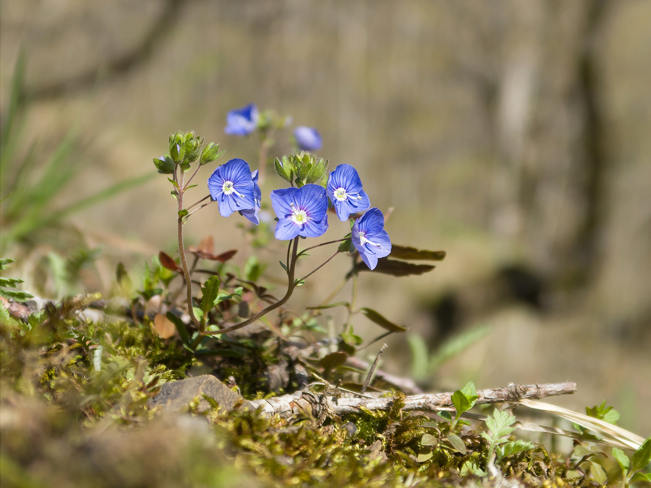 Image of Veronica umbrosa specimen.