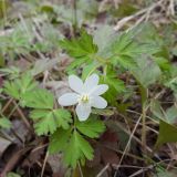 Anemone amurensis