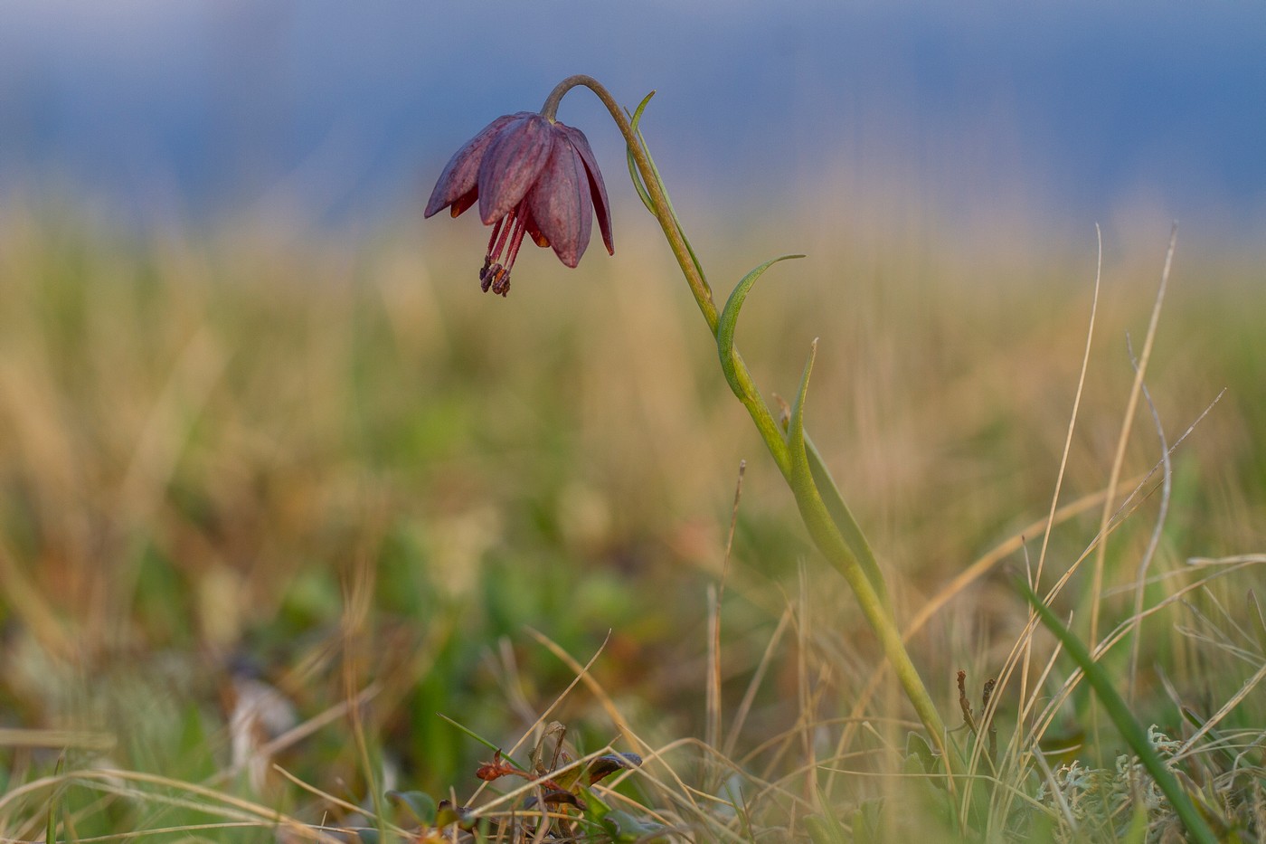 Image of genus Fritillaria specimen.