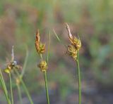 Carex supina