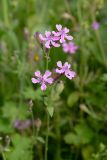 Silene aegyptiaca