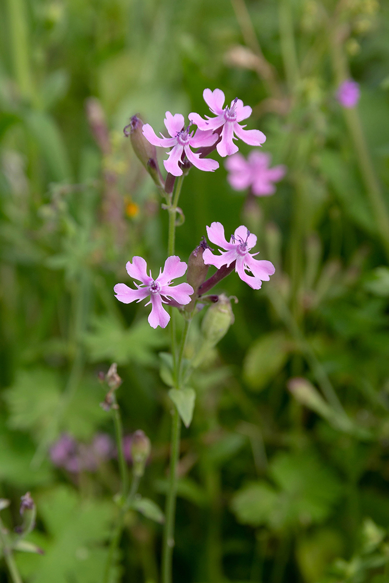 Изображение особи Silene aegyptiaca.