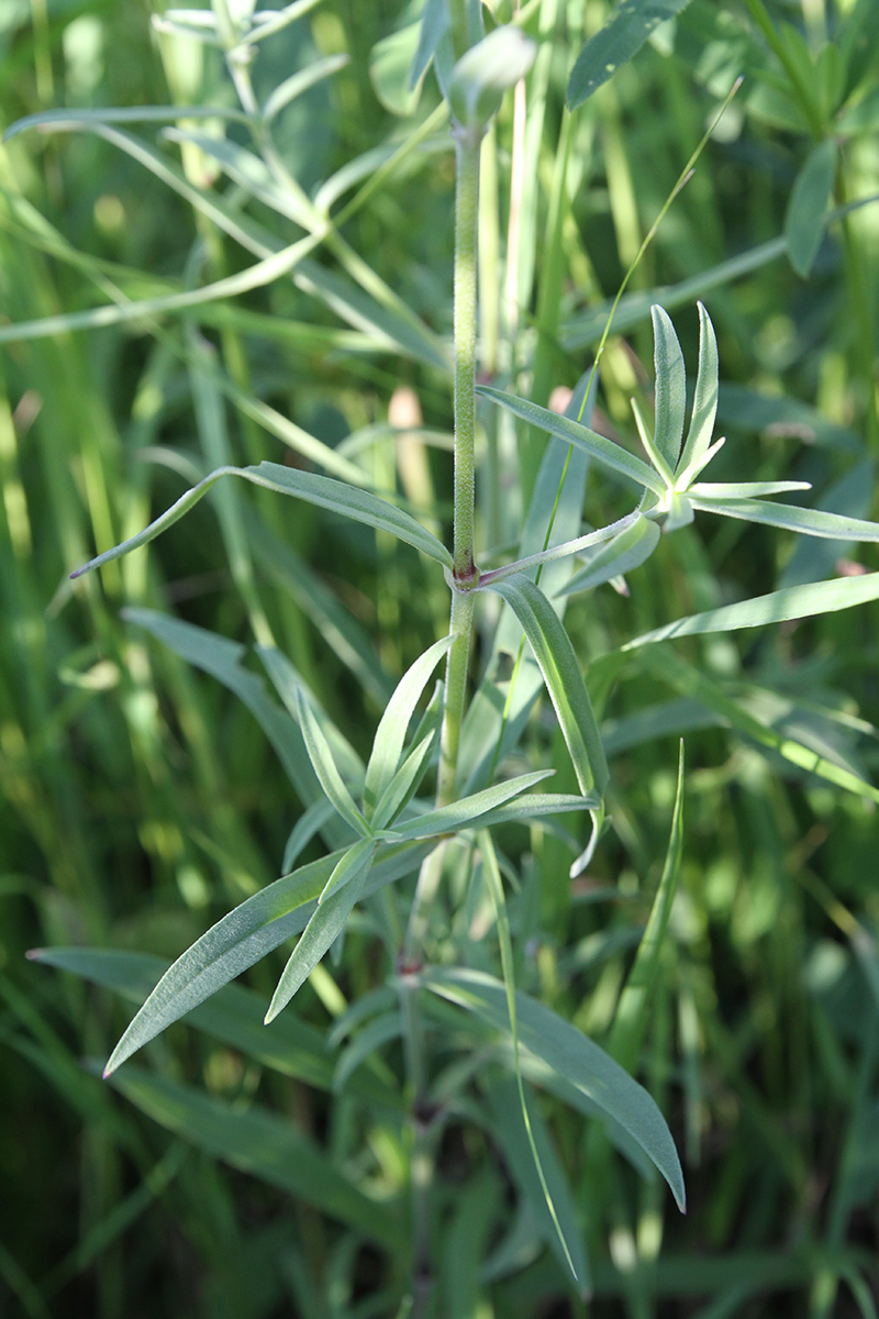 Image of Silene amoena specimen.