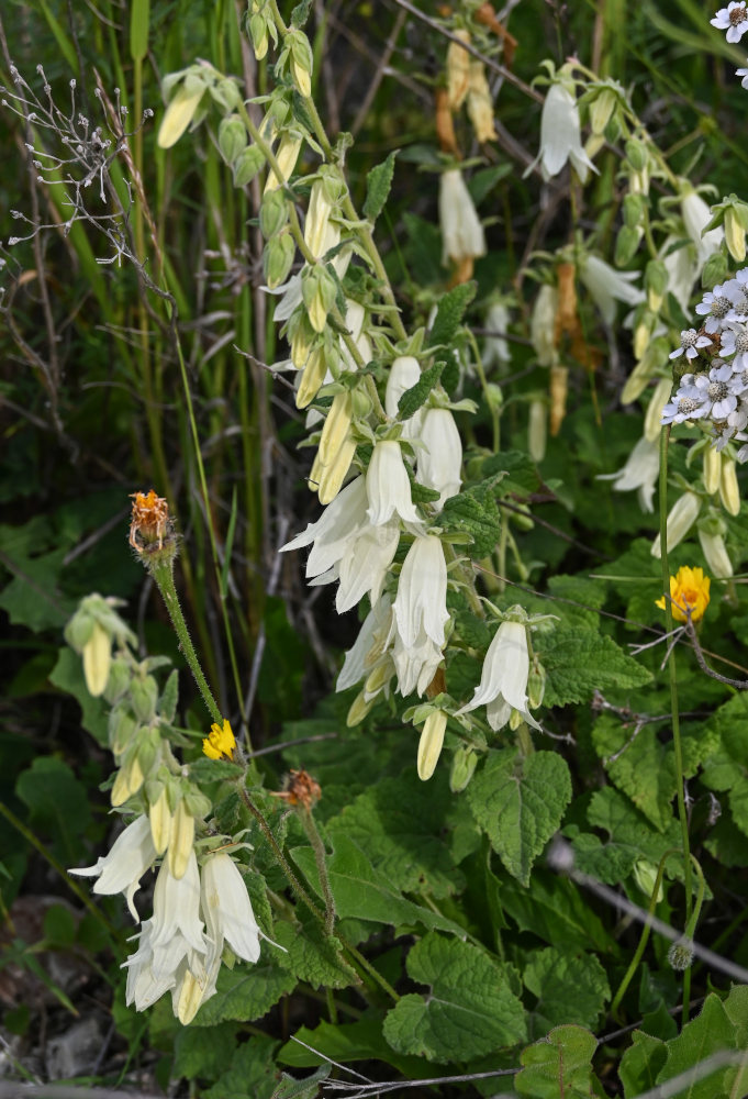 Image of Campanula alliariifolia specimen.