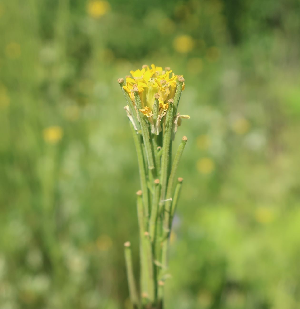 Image of Erysimum hieraciifolium specimen.