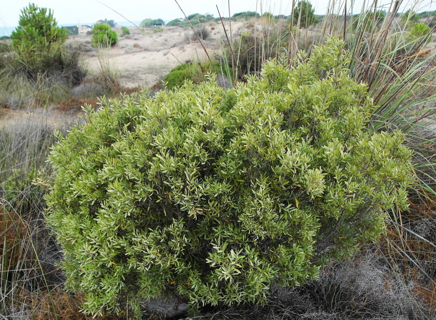 Image of Daphne gnidioides specimen.