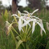 Crinum asiaticum. Соцветие. Австралия, штат Северная Территория, национальный парк \"Judbarra\". 13.12.2010.