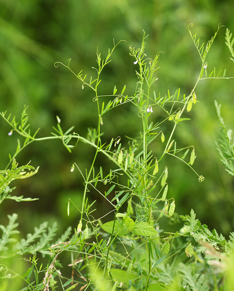 Изображение особи Vicia tetrasperma.