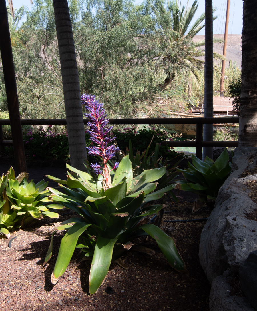 Image of genus Aechmea specimen.