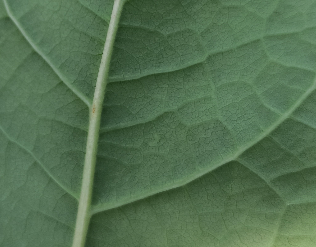 Image of Reynoutria japonica specimen.