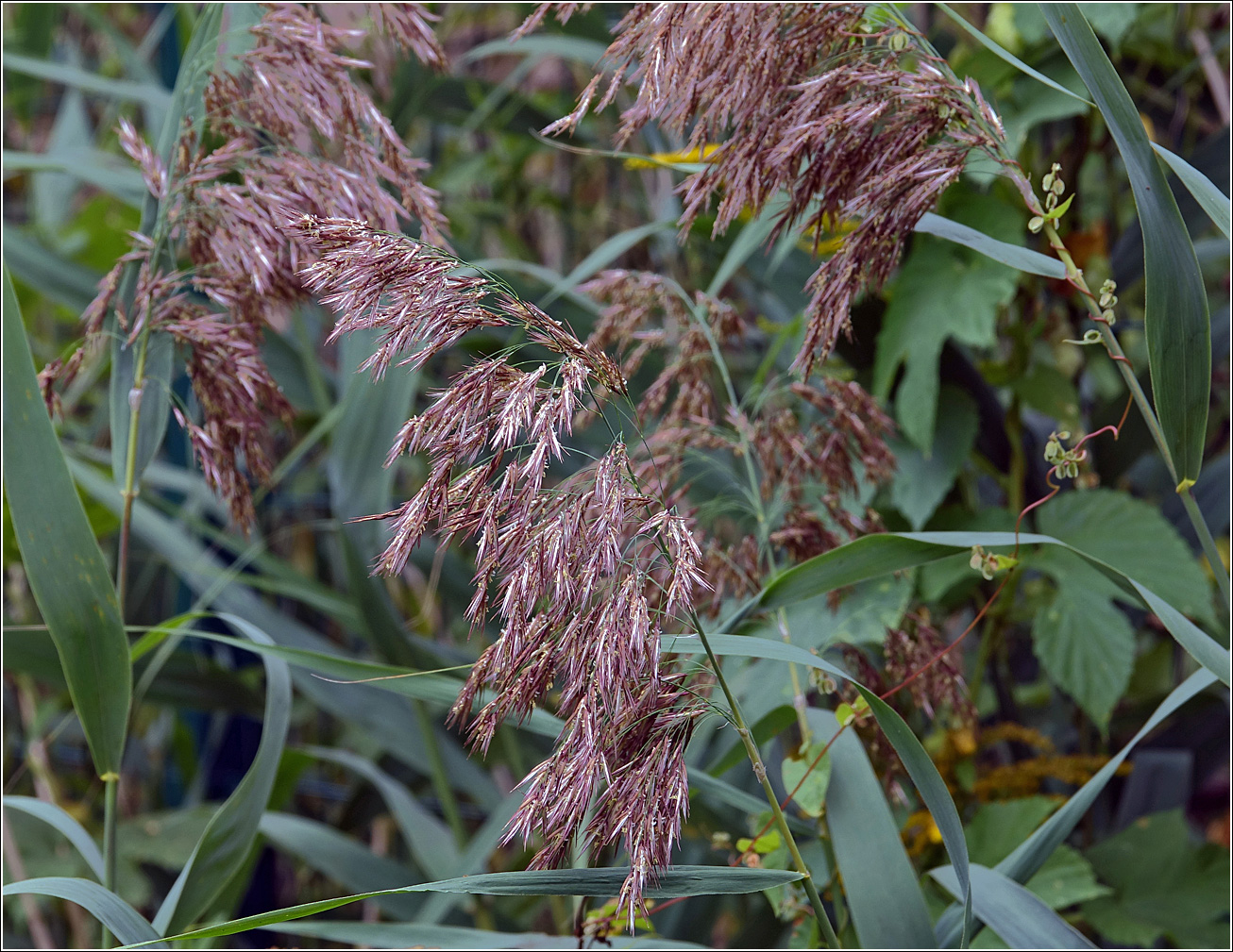 Image of Phragmites australis specimen.