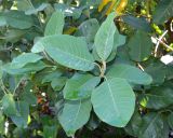 Magnolia delavayi. Верхушка побега. Абхазия, г. Сухум, Сухумский ботанический сад. 25.09.2022.