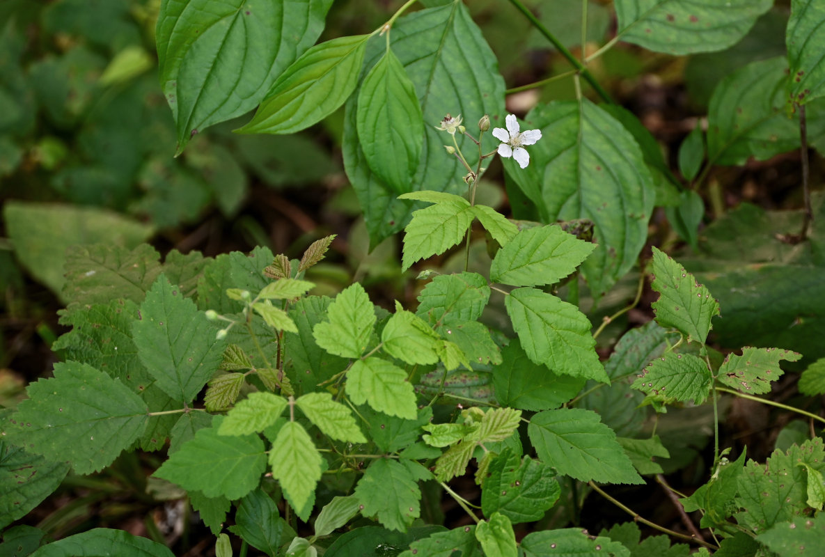 Image of Rubus caesius specimen.