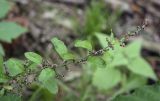 Lipandra polysperma