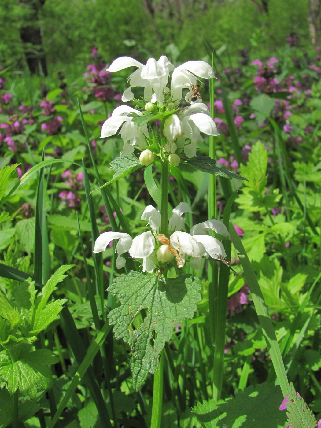 Изображение особи Lamium maculatum.