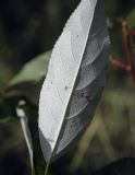 Populus longifolia