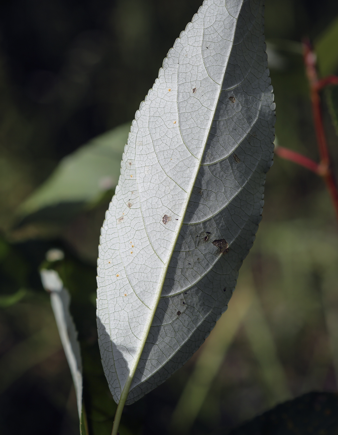 Image of Populus longifolia specimen.