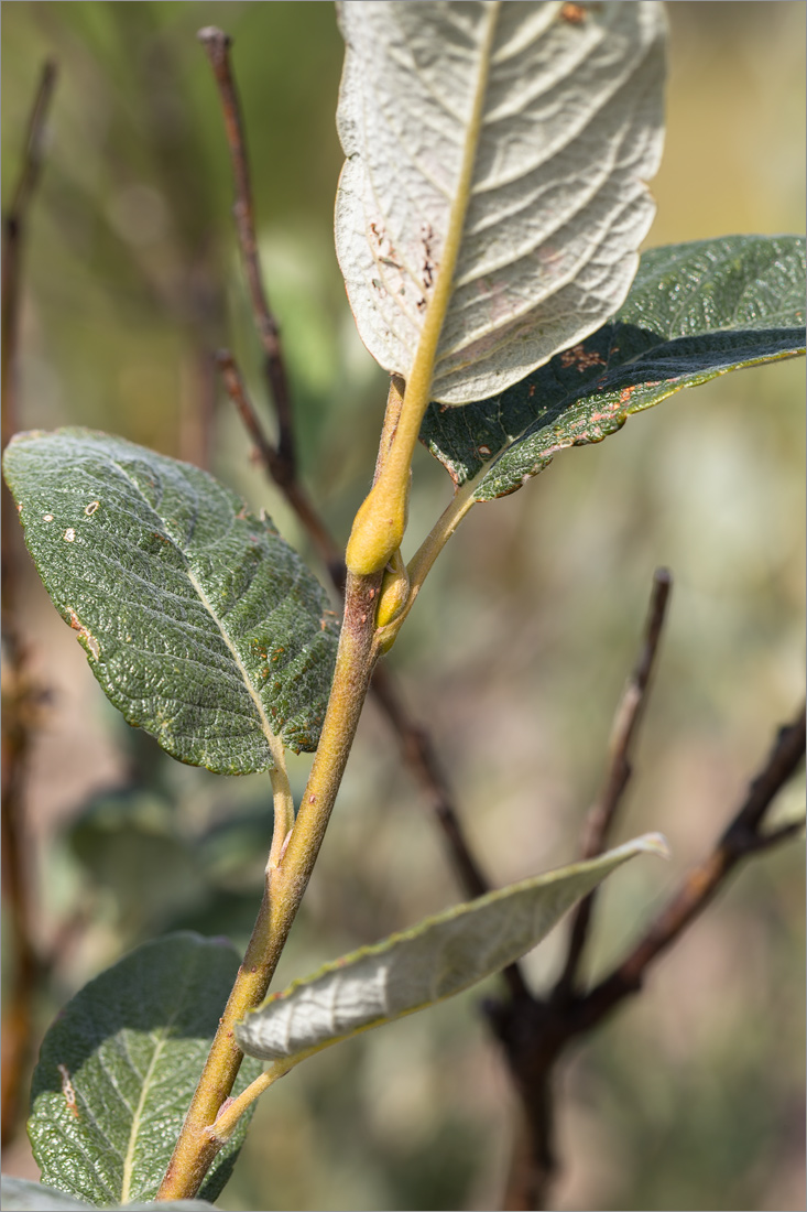 Image of Salix lapponum specimen.