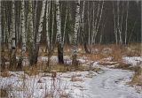 Betula pendula. Нижние части стволов зимующих растений. Москва, Кузьминский лесопарк, смешаный лес. 28.02.2008.