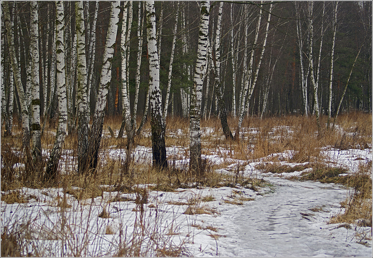 Image of Betula pendula specimen.