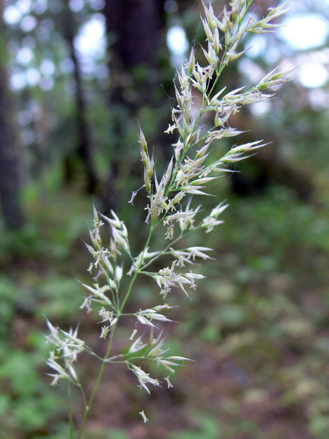 Image of Calamagrostis arundinacea specimen.