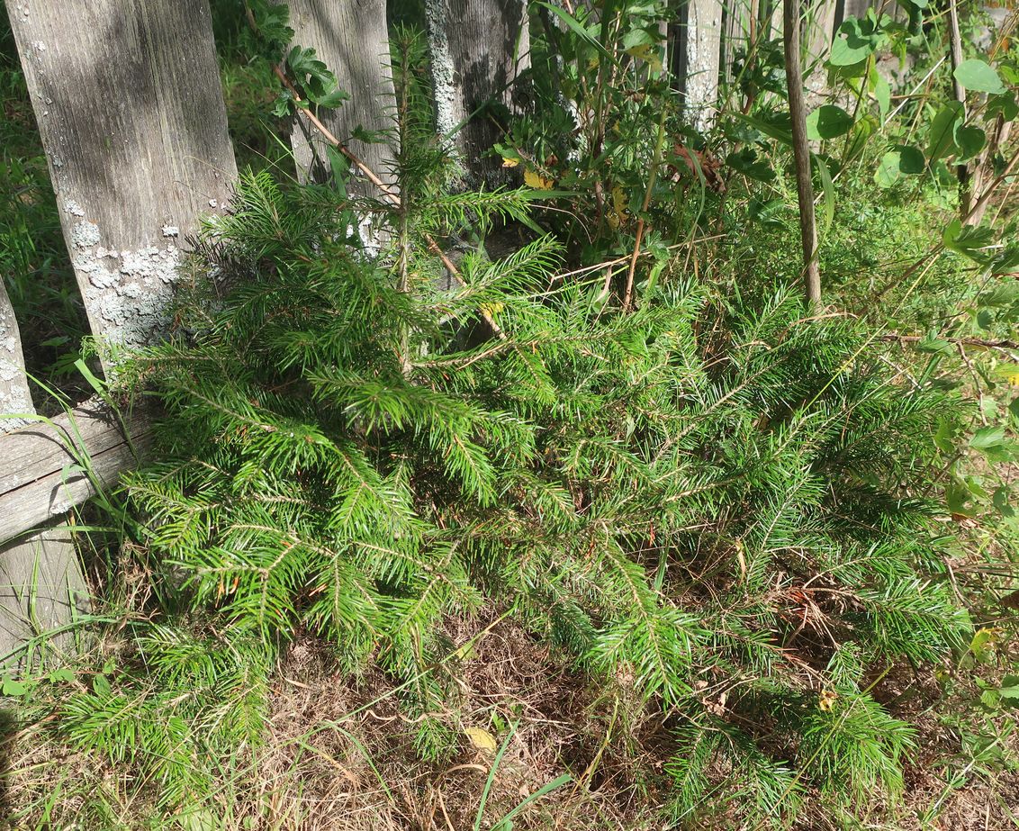 Image of Abies sibirica specimen.