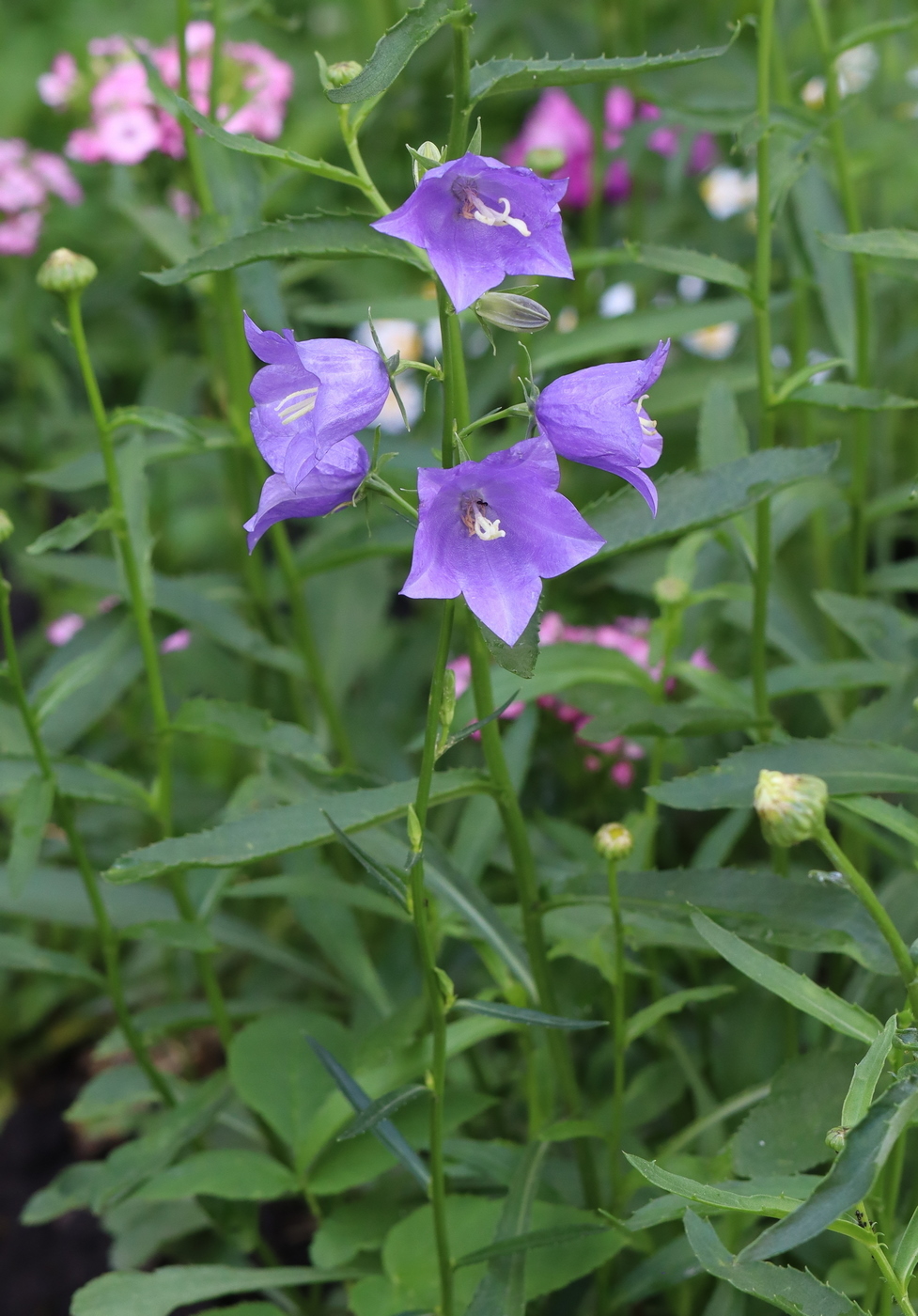 Image of Campanula persicifolia specimen.