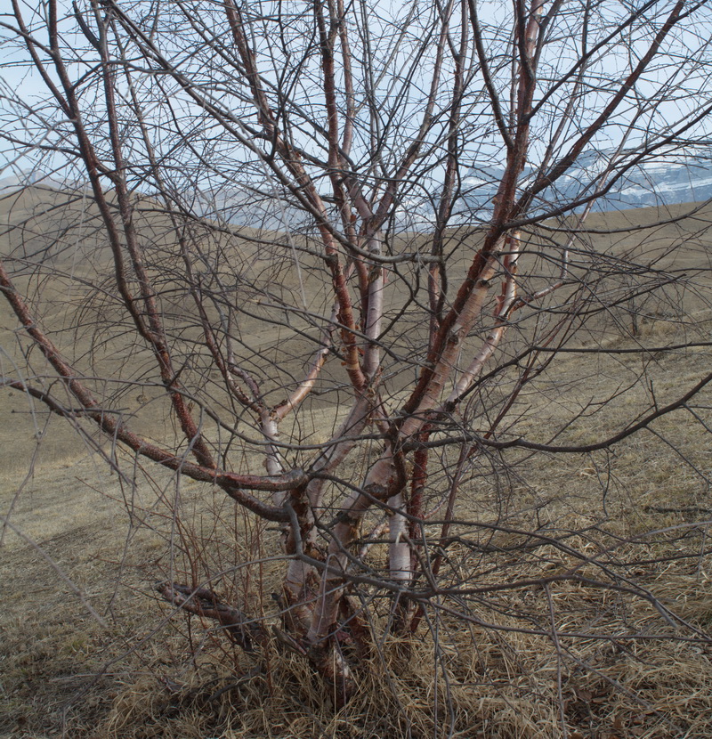 Изображение особи род Betula.